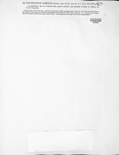 Schizothyrium acerinum image
